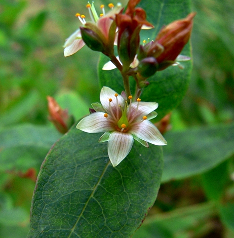{Hypericum virginicum}